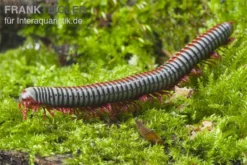 Regenbogentausendfüßer, Tonkinbolus Dollfusi -Huisdierbenodigdheden Serie Tonkinbolus dollfusi 2