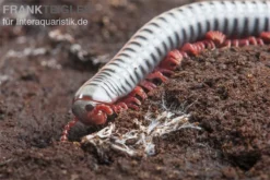 Regenbogentausendfüßer, Tonkinbolus Dollfusi -Huisdierbenodigdheden Serie Tonkinbolus dollfusi 20