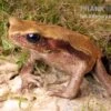 Tropfenkröte, Bufo Guttatus