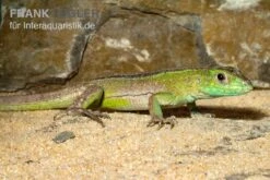 Tüpfelrennechse, Cnemidophorus Lemniscatus -Huisdierbenodigdheden Serie Tuepfelrennechse Cnemidophorus lemniscatus 2