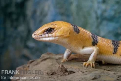 Tunesischer Nachtskink, Scincopus Fasciatus -Huisdierbenodigdheden Serie Tunesischer Nachtskink Scincopus fasciatus 3