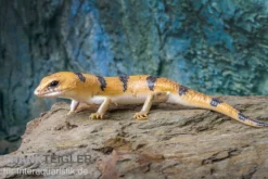 Tunesischer Nachtskink, Scincopus Fasciatus -Huisdierbenodigdheden Serie Tunesischer Nachtskink Scincopus fasciatus 4