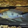 Uferbuntbarsch, Aulonocranus Dewindti, DNZ