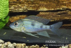 Uferbuntbarsch, Aulonocranus Dewindti, DNZ