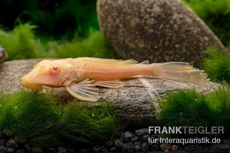 Wabenschilderwels Albino, Glyptoperichthys Gibbiceps 1 Wabenschilderwels Albino, Glyptoperichthys Gibbiceps