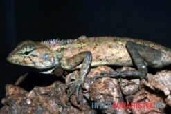 Waldgarteneidechse, Calotes Emma -Huisdierbenodigdheden Serie Waldgarteneidechse Calotes emma2