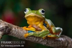 Wallace-Flugfrosch, Rhacophorus Nigropalmatus -Huisdierbenodigdheden Serie Wallace Flugfrosch Racophorus nigropalmatus 3