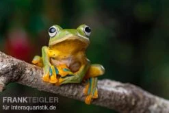 Wallace-Flugfrosch, Rhacophorus Nigropalmatus -Huisdierbenodigdheden Serie Wallace Flugfrosch Racophorus nigropalmatus 4