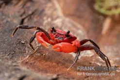 Wasserfall-Krabbe, Phricothelphusa Limula