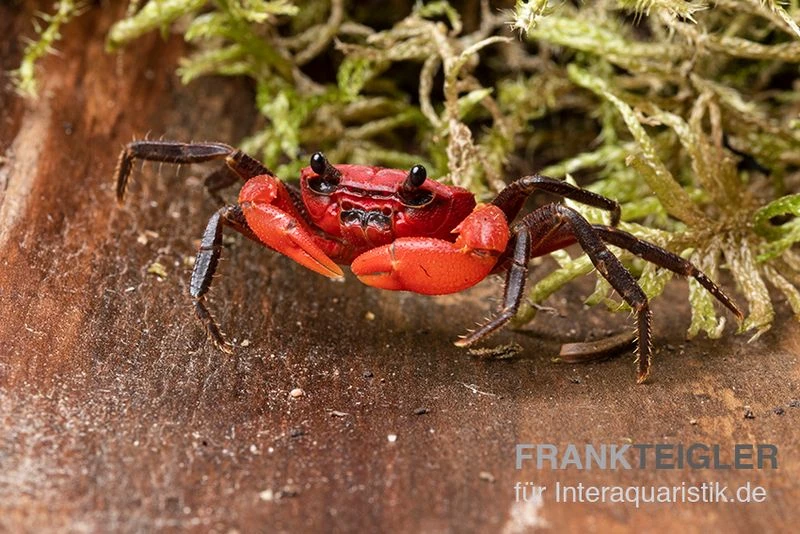 Wasserfall-Krabbe, Phricothelphusa Limula 3 Wasserfall-Krabbe, Phricothelphusa Limula – Bild 3