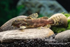 Waterlots Fiederbartwels, Synodontis Waterloti -Huisdierbenodigdheden Serie Waterlots Fiederbartwels Synodontis waterloti neu 1