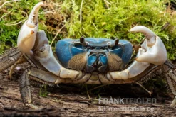 Weihnachtsinsel-Krabbe, Discoplax Celeste -Huisdierbenodigdheden Serie Weihnachtsinsel Krabbe Discoplax celeste 3