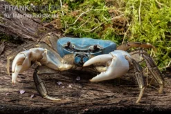 Weihnachtsinsel-Krabbe, Discoplax Celeste -Huisdierbenodigdheden Serie Weihnachtsinsel Krabbe Discoplax celeste 4