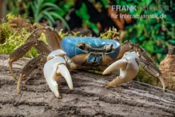 Weihnachtsinsel-Krabbe, Discoplax Celeste -Huisdierbenodigdheden Serie Weihnachtsinsel Krabbe Discoplax celeste 5