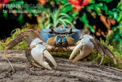 Weihnachtsinsel-Krabbe, Discoplax Celeste -Huisdierbenodigdheden Serie Weihnachtsinsel Krabbe Discoplax celeste 6