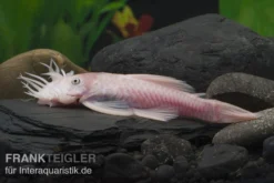 Weißer Antennenwels, Ancistrus Sp. Weiß (Black Eyes)