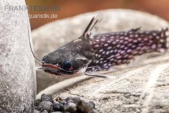 Weißpunkt-Trugdornwels, Tatia Intermedia -Huisdierbenodigdheden Serie Weisspunkt Trugdornwels Tatia intermedia 1