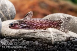 Weißpunkt-Trugdornwels, Tatia Intermedia -Huisdierbenodigdheden Serie Weisspunkt Trugdornwels Tatia intermedia 2