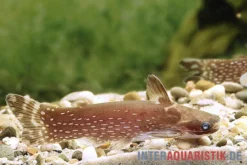 Weißpunkt-Trugdornwels, Tatia Intermedia -Huisdierbenodigdheden Serie Weisspunkt Trugdornwels Tatia intermedia neu 2