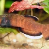 Weißsaum-Zwergkampffisch, Betta Albimarginata