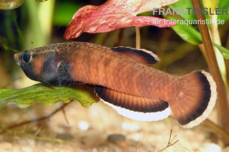 Weißsaum-Zwergkampffisch, Betta Albimarginata 1 Weißsaum-Zwergkampffisch, Betta Albimarginata