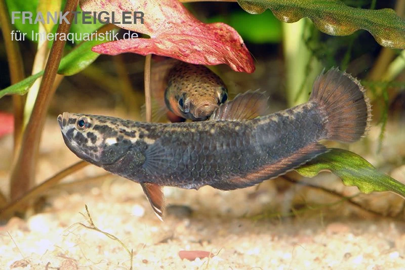 Weißsaum-Zwergkampffisch, Betta Albimarginata 3 Weißsaum-Zwergkampffisch, Betta Albimarginata – Bild 3