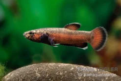 Weißsaum-Zwergkampffisch "Sebuku", Betta Albimarginata "Sebuku" -Huisdierbenodigdheden Serie Weisssaum Zwergkampffisch Sebuku Betta albimarginata Sebuku 3