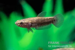 Weißsaum-Zwergkampffisch "Sebuku", Betta Albimarginata "Sebuku" -Huisdierbenodigdheden Serie Weisssaum Zwergkampffisch Sebuku Betta albimarginata Sebuku 4