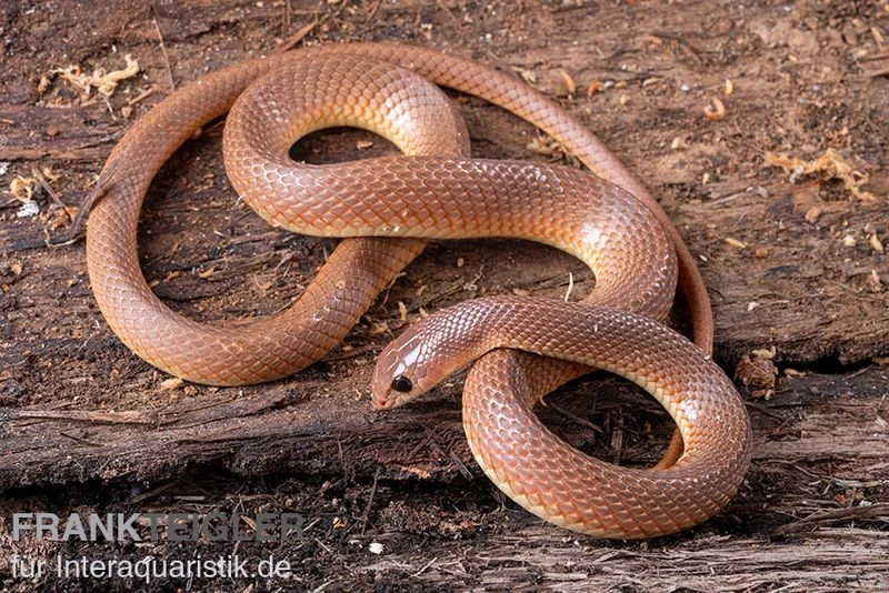 Westafrikanische Schnabelnasennatter, Rhamphiophis Oxyrhynchus 1 Westafrikanische Schnabelnasennatter, Rhamphiophis Oxyrhynchus