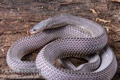 Westliche Wald-Feilenschlange, Mehelya Poensis -Huisdierbenodigdheden Serie Westliche Wald Feilenschlange Mehelya poensis 13