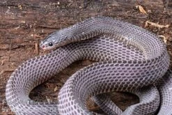 Westliche Wald-Feilenschlange, Mehelya Poensis -Huisdierbenodigdheden Serie Westliche Wald Feilenschlange Mehelya poensis 5