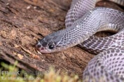 Westliche Wald-Feilenschlange, Mehelya Poensis -Huisdierbenodigdheden Serie Westliche Wald Feilenschlange Mehelya poensis 6