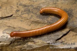 Wüsten-Tausendfüßer, Orthoporus Ornatus