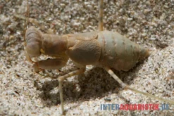 Wüstenmantis, Eremiaphila Nilotica -Huisdierbenodigdheden Serie Wuestenmantis Eremiaphila nilotica 3