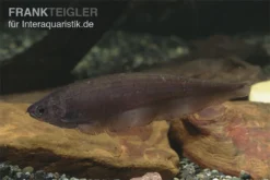 Afrikanischer Messerfisch, Xenomystus Nigri -Huisdierbenodigdheden Serie Xenomystus nigri Afrikanischer Messerfisch 1