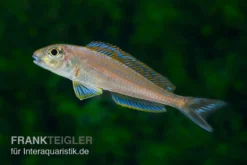 Sandcichlide Burundi Blau, Xenotilapia Bathyphilus Burundi Blue, DNZ