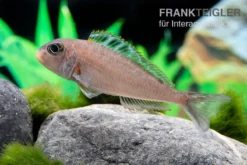 Sandcichlide Kekese, Xenotilapia Ochrogenys Kekese