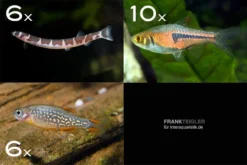 Zierfisch-Sortiment Asien Für 80 Cm