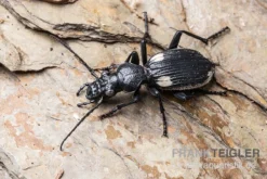 Zweifleck-Laufkäfer, Anthia Omoplata