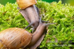 Zwerg-Achatschnecke, Archachatina Papyracea -Huisdierbenodigdheden Serie Zwerg Achatschnecke Archachatina papyracea 3