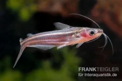 Zwerg-Haiwels, Pseudeutropius Moolenburghae -Huisdierbenodigdheden Serie Zwerg Haiwels Pseudeutropius moolenburghae