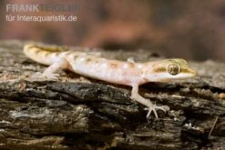 Zwergwüstengecko, Tropiocolotes Steudneri -Huisdierbenodigdheden Serie Zwergwuestengecko Tropiocolotes steudneri 3