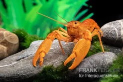 Goldener Cherax, Cherax Cf. Snowden -Huisdierbenodigdheden Serie goldener krebs cherax cf snowden