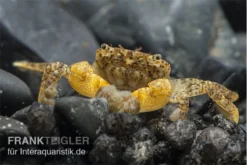 Pompomkrabbe, Ptychognathus Barbatus (Hongkong-Krabbe)